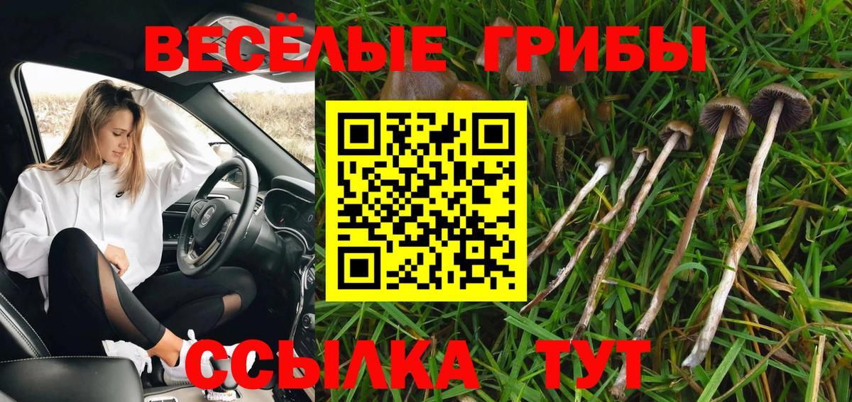 Осинники  Галлюциногенные грибы Psilocybe  Псилоцибиновые грибы Magic Shrooms  Вход с VPN 
